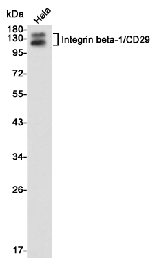 Western blot analysis of Integrin beta-1/CD29 expression in Hela cell lysates using Integrin beta-1/CD29 antibody at 1/1000 dilution.Predicted band size:88KDa.Observed band size:115,135KDa.