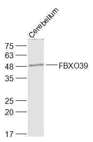 Fig1: Sample:; Cerebellum(Rat) Lysate at 40 ug; Primary: Anti-FBXO39 at 1/1000 dilution; Secondary: IRDye800CW Goat Anti-Rabbit IgG at 1/20000 dilution; Predicted band size: 31 kD; Observed band size: 50 kD