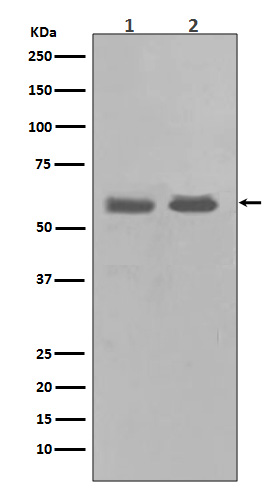 Western blot analysis of Chk1 in (1) K562 cell lysate; (2) PC-12 cell lysate.