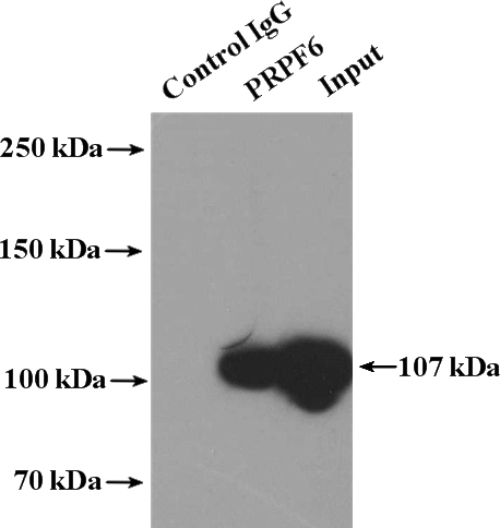 IP Result of anti-PRPF6 (IP:Catalog No:114234, 4ug; Detection:Catalog No:114234 1:300) with HeLa cells lysate 3200ug.