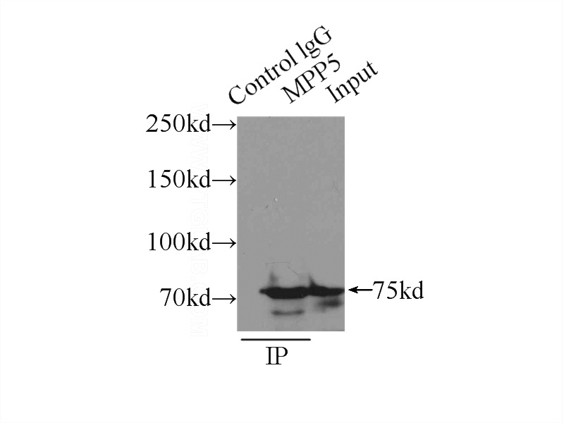 IP Result of anti-PALS1 (IP:Catalog No:112749, 3ug; Detection:Catalog No:112749 1:1000) with mouse brain tissue lysate 8000ug.