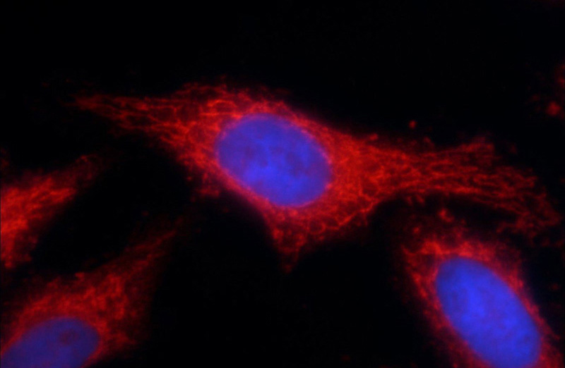 Immunofluorescent analysis of HepG2 cells using Catalog No:116173(TOMM40 Antibody) at dilution of 1:25 and Rhodamine-Goat anti-Rabbit IgG