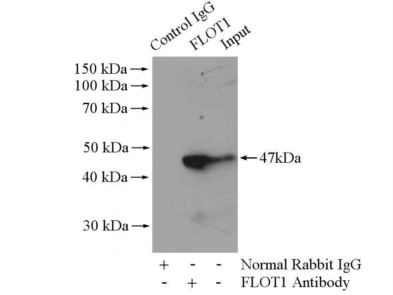 IP Result of anti-Flotillin 1 (IP:Catalog No:110722, 4ug; Detection:Catalog No:110722 1:500) with mouse brain tissue lysate 4400ug.