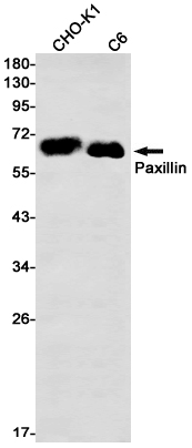 Western blot detection of Paxillin in CHO-K1,C6 cell lysates using Paxillin Rabbit mAb(1:1000 diluted).Predicted band size:65kDa.Observed band size:65kDa.