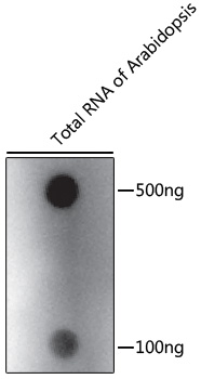 - m6A Polyclonal Antibody 