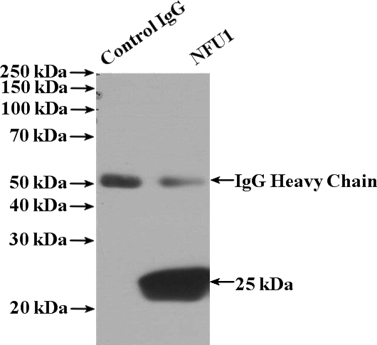 IP Result of anti-NFU1 (IP:Catalog No:113165, 4ug; Detection:Catalog No:113165 1:1000) with mouse brain tissue lysate 4000ug.