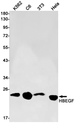 Western blot detection of HBEGF in K562,C6,3T3,Hela cell lysates using HBEGF Rabbit pAb(1:1000 diluted).Predicted band size:23kDa.Observed band size:23kDa.