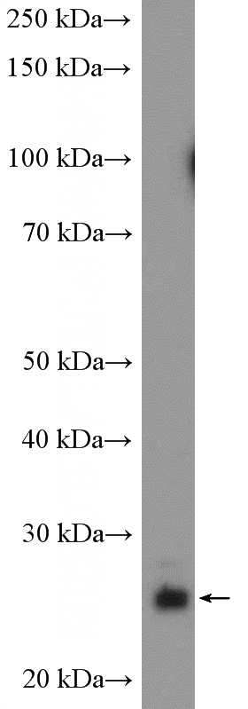 fetal human brain tissue were subjected to SDS PAGE followed by western blot with Catalog No:114282(PRTFDC1 Antibody) at dilution of 1:600