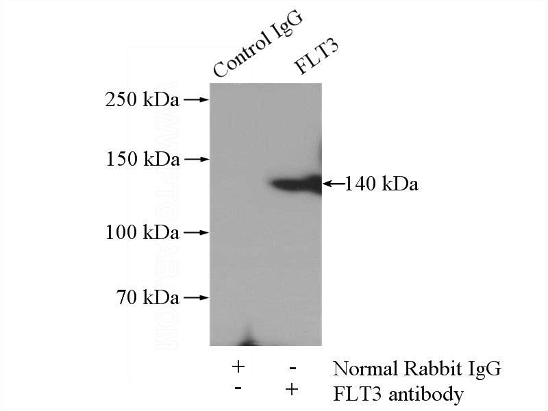 IP Result of anti-FLT3 (IP:Catalog No:110724, 4ug; Detection:Catalog No:110724 1:500) with mouse brain tissue lysate 2640ug.