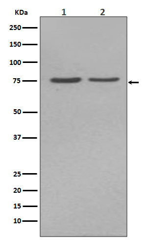 Western blot analysis of Alkaline Phosphatase expression in (1)HepG2 cell lysate; (2)JAR cell lysate.