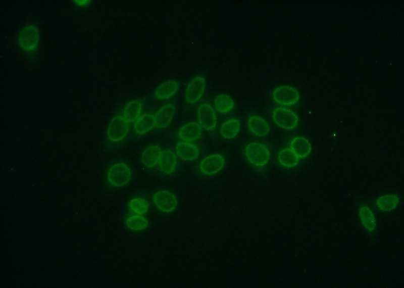 Immunofluorescent analysis of HepG2 cells using Catalog No:109671(CCDC86 Antibody) at dilution of 1:50 and Alexa Fluor 488-congugated AffiniPure Goat Anti-Rabbit IgG(H+L)