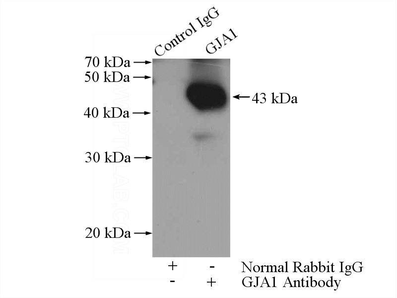 IP Result of anti-Connexin 43 (IP:Catalog No:109453, 4ug; Detection:Catalog No:109453 1:500) with mouse heart tissue lysate 3200ug.