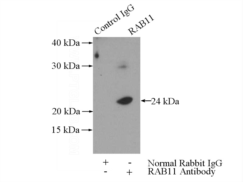 IP Result of anti-RAB11A (IP:Catalog No:114405, 3ug; Detection:Catalog No:114405 1:500) with mouse spleen tissue lysate 4000ug.