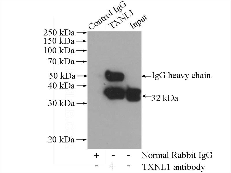 IP Result of anti-TXNL1 (IP:Catalog No:116455, 4ug; Detection:Catalog No:116455 1:300) with HL-60 cells lysate 960ug.