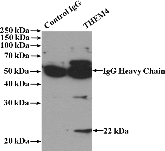 IP Result of anti-THEM4 (IP:Catalog No:116042, 4ug; Detection:Catalog No:116042 1:500) with mouse brain tissue lysate 4000ug.