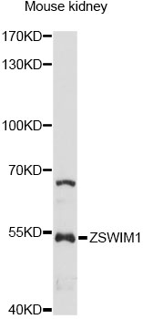 Western blot - ZSWIM1 Polyclonal Antibody 