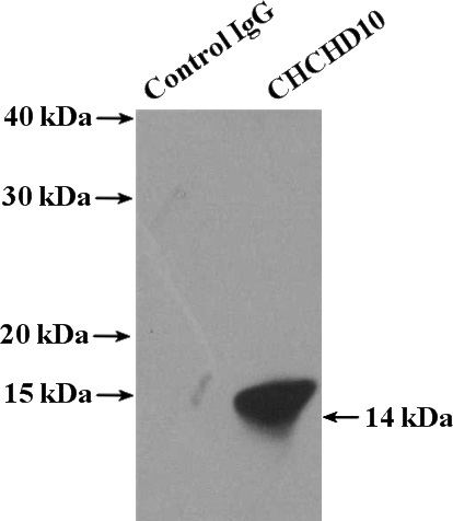 IP Result of anti-CHCHD10 (IP:Catalog No:109211, 4ug; Detection:Catalog No:109211 1:600) with mouse heart tissue lysate 4000ug.