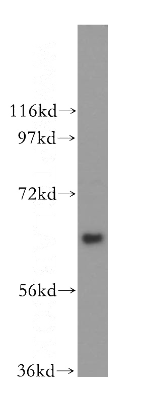 K-562 cells were subjected to SDS PAGE followed by western blot with Catalog No:116005(TFCP2 antibody) at dilution of 1:300