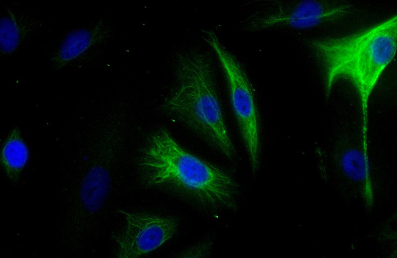 Immunofluorescent analysis of (-20oc Ethanol) fixed A549 cells using Catalog No:107893(ADM Antibody) at dilution of 1:25 and Alexa Fluor 488-congugated AffiniPure Goat Anti-Rabbit IgG(H+L)