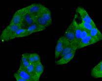 Fig1: Immunocytochemical staining of Hela cells using anti-CCL3 rabbit polyclonal antibody.