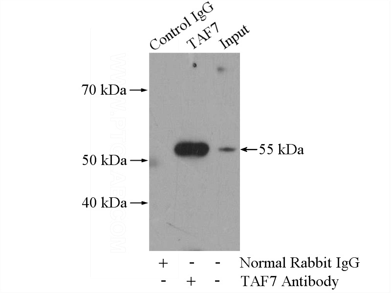 IP Result of anti-TAF7 (IP:Catalog No:115989, 4ug; Detection:Catalog No:115989 1:500) with Jurkat cells lysate 1200ug.