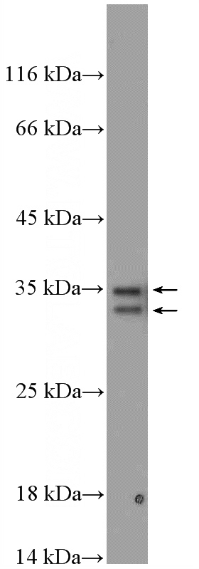 HT-1080 cells were subjected to SDS PAGE followed by western blot with Catalog No:114352(PYCR1 Antibody) at dilution of 1:1000
