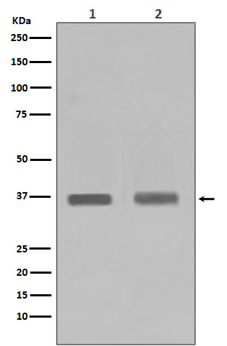 Western blot analysis of PPP1CA + PPP1CB expression in (1) Jurkat cell lysate; (2) HeLa cell lysate.