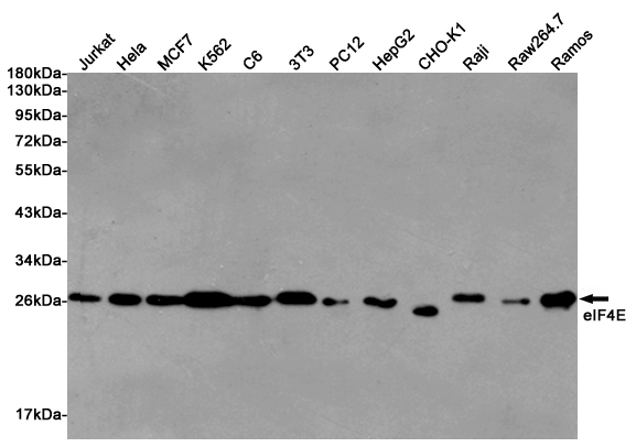 Western blot detection of eIF4E in Jurkat, Hela, MCF7, K562, C6, 3T3, PC12, HepG2, CHO-K1, Raji, Raw264.7 and Ramos cell lysates using eIF4E mouse mAb (1:2000 diluted). Predicted band size: 25KDa. Observed band size:25KDa.
