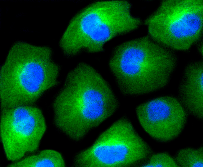 Immunofluorescence - HAPLN1 Monoclonal Antibody 
