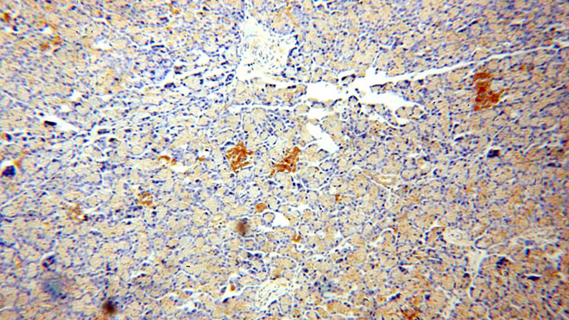 Immunohistochemical of paraffin-embedded human pancreas using Catalog No:108305(ATP6V1A antibody) at dilution of 1:100 (under 10x lens)