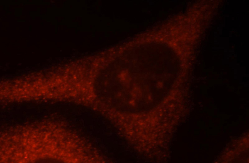 Immunofluorescent analysis of HepG2 cells, using PRKRA antibody Catalog No:113481 at 1:25 dilution and Rhodamine-labeled goat anti-rabbit IgG (red).