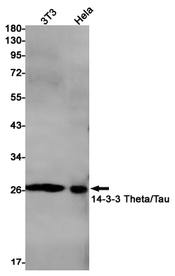 Western blot detection of 14-3-3 Theta/Tau in 3T3,Hela cell lysates using 14-3-3 Theta/Tau Rabbit pAb(1:1000 diluted).Predicted band size:28kDa.Observed band size:28kDa.
