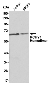 Western blot detection of RCHY1 in Jurkat and MCF7 cell lysates using RCHY1 mouse mAb (1:1000 diluted).Predicted band size:30KDa.Observed band size:60KDa.