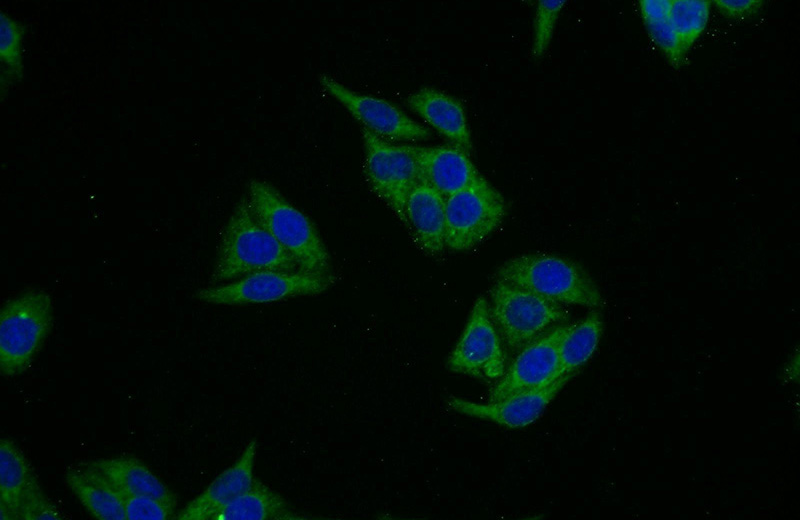 Immunofluorescent analysis of HepG2 cells using Catalog No:109631(CCDC49 Antibody) at dilution of 1:25 and Alexa Fluor 488-congugated AffiniPure Goat Anti-Rabbit IgG(H+L)