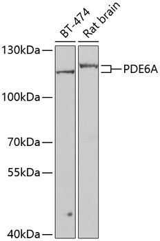 Western blot - PDE6A Polyclonal Antibody 