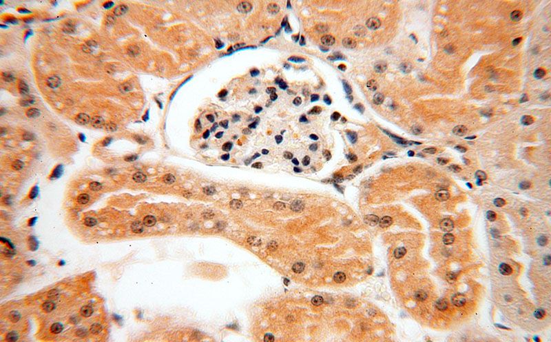 Immunohistochemical of paraffin-embedded human kidney using Catalog No:113518(OTUD7B antibody) at dilution of 1:50 (under 40x lens)