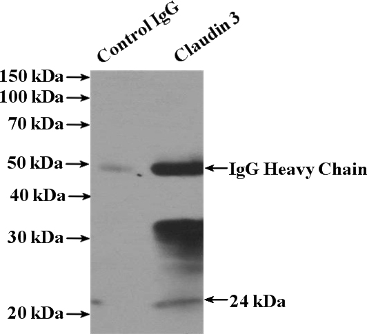 IP Result of anti-Claudin 3 (IP:Catalog No:109341, 4ug; Detection:Catalog No:109341 1:300) with mouse large intestine tissue lysate 3200ug.