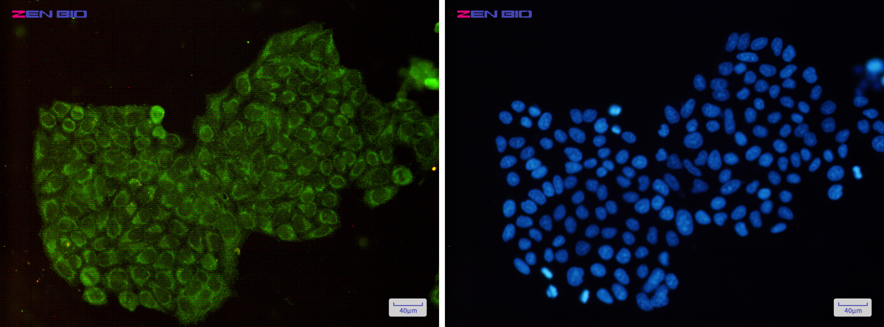 Immunocytochemistry of DPD(green) in Hela cells using DPD Rabbit pAb at dilution 1/50, and DAPI(blue)