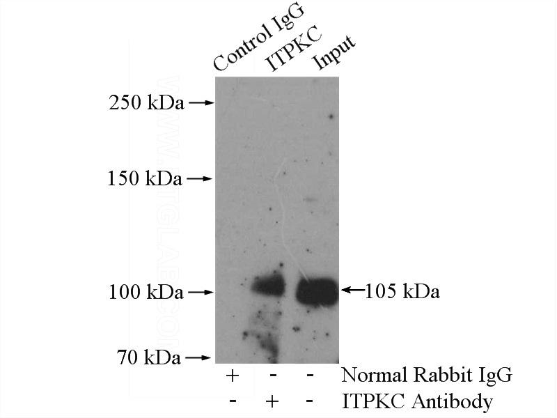 IP Result of anti-ITPKC (IP:Catalog No:111959, 4ug; Detection:Catalog No:111959 1:400) with HepG2 cells lysate 1600ug.