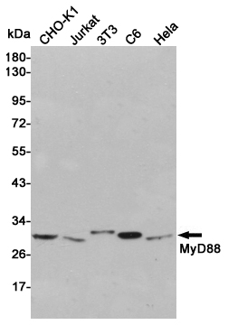 Western blot detection of MyD88 in CHO-K1,Jurkat,3T3,C6 and Hela cell lysates using MyD88 rabbit pAb (1:1000 diluted).Predicted band size:33kDa.Observed band size:33kDa.