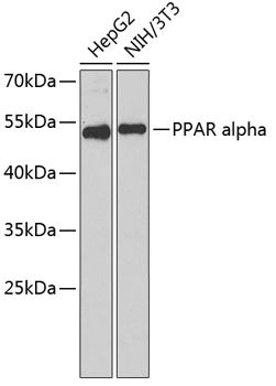 Western blot - PPAR alpha Monoclonal Antibody 