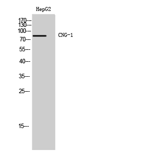 Fig1:; Western Blot analysis of HepG2 cells using CNG-1 Polyclonal Antibody