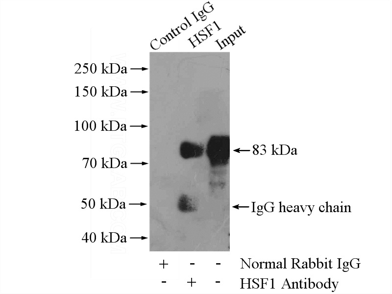 IP Result of anti-HSF1 (IP:Catalog No:111556, 4ug; Detection:Catalog No:111556 1:1000) with Jurkat cells lysate 2400ug.