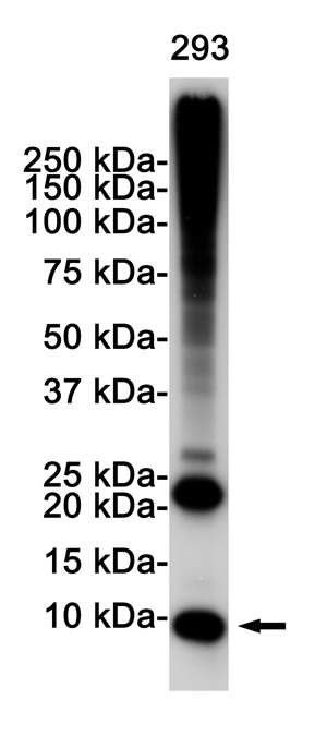 Western blot detection of Ubiquitin in 293 cell lysates using Ubiquitin Rabbit pAb(1:1000 diluted).Predicted band size:8KDa.Observed band size:8KDa.