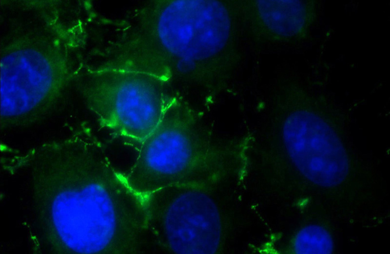 Immunofluorescent analysis of HUVEC cells using Catalog No:117260(TJP1 Antibody) at dilution of 1:50 and Alexa Fluor 488-congugated AffiniPure Goat Anti-Rabbit IgG(H+L)