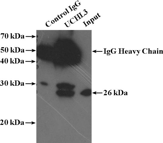 IP Result of anti-UCHL3 (IP:Catalog No:116672, 4ug; Detection:Catalog No:116672 1:500) with HeLa cells lysate 1600ug.