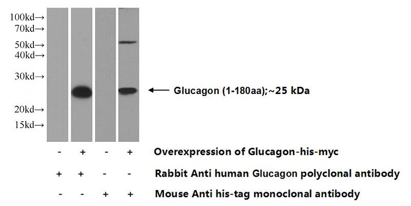Transfected HEK-293 cells were subjected to SDS PAGE followed by western blot with Catalog No:111040(Glucagon Antibody) at dilution of 1:500