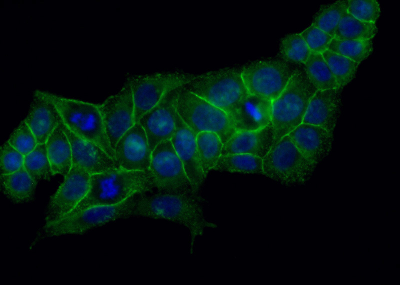 Immunofluorescent analysis of (-20oc Ethanol) fixed HeLa cells using Catalog No:112874(MSN Antibody) at dilution of 1:50 and Alexa Fluor 488-congugated AffiniPure Goat Anti-Rabbit IgG(H+L)