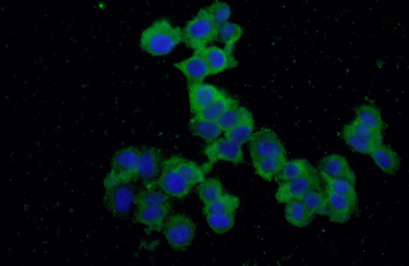 Immunofluorescent analysis of (-20oc Ethanol) fixed PC-12 cells using Catalog No:117113(BDNF Antibody) at dilution of 1:50 and Alexa Fluor 488-congugated AffiniPure Goat Anti-Rabbit IgG(H+L)
