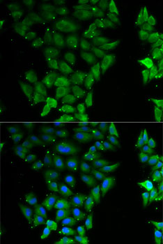 Immunofluorescence - ELF3 Polyclonal Antibody 